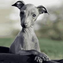 Shop our greyhound glass selection from the world's finest dealers on 1stdibs. Italian Greyhound Relatable Gif Italiangreyhound Relatable Jennamarbles Discover Share Gifs