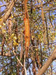 Image result for Cassia abbreviata