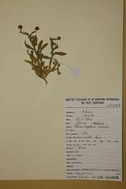 Image result for Sphaeranthus gazaensis