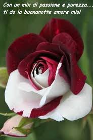Foto di un bouquet con 5 rose rosse. Buonanotte Fiore