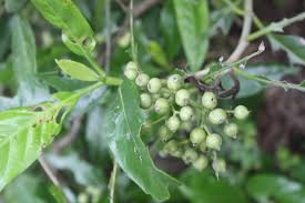 Image result for Tarenna