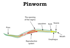 You can eat it in a puree with honey or you can add it to your favourite dishes, like spaghetti and chicken. Pinworms Or Threadworms In Pregnancy Causes Symptoms Treament