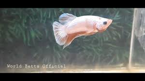 Sangat banyak sekali jenis ikan cupang yang berhasil di temukan. Ikan Cupang White Scale Ws Youtube
