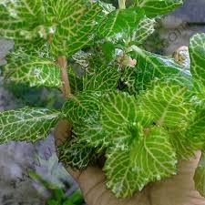 Image result for Hygrophila spiciformis