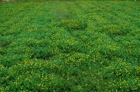 Image result for Zornia glochidiata