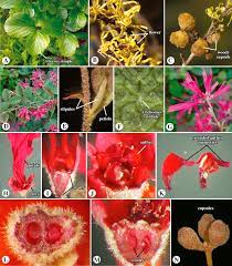 Hamamelidaceae An Overview Sciencedirect Topics