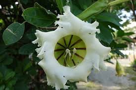 Denunciar se abrirá en una nueva ventana. Flor De Copa De Oro Trompeta Como Copas De Premio Positiva Naturaleza Planta Parte De La Planta Hoja Crecimiento Color Blanco Pxfuel