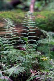 Image result for Amauropelta