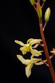 Image result for Bulbine narcissifolia