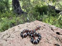 Campground Speaker Series: "REPTILE FAMILY"