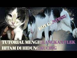 Tutorial Menghilangkan Flek Hitam Di Hidung Kucing Youtube