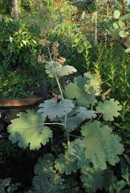 Image result for Macleaya