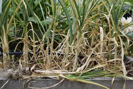 Typically, home gardeners grow garlic from cloves, not from garlic seeds. How To Harvest And Store Garlic