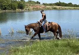 Image result for tbn:tVj6rqcH-AQR9M::www.pregonagropecuario.com.ar/images/caballo_overo.jpg