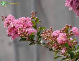 Image result for Myrsine