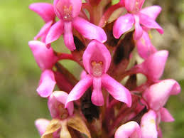 Image result for Satyrium crassicaule