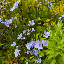 Image result for Aristea angolensis