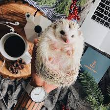 It S Beginning To Cost A Lot Like Christmas Reminder That Pip Thehedgehog And I Are Going Live On Instagram This Wednesday The 27 Unique Animals Cute Hedgehog Happy Hedgehog
