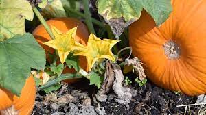 Flowers with pumpkins