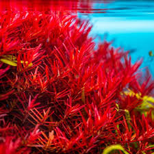 Image result for Rotala submersa