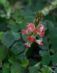 Image result for Indigofera spicata