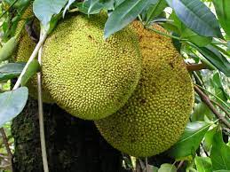 Maybe you would like to learn more about one of these? Comoros Food And Restaurants