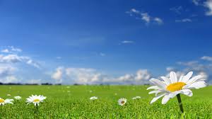 Open view out windows beautiful summer spring. Sky Blue Floral Background Novocom Top