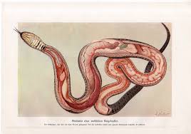 C 1900 Snake Anatomy Print Original Antique Print Reptile Etsy Illustration Antique Prints Vintage Astronomy Prints