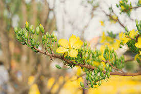 Image result for Ochnaceae