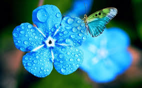 Scegli l'immagine fiori perfetta per il tuo progetto. Scarica Sfondi Myosotis 4k Macro Rugiada Blu Fiori Primavera Farfalla Per Desktop Libero Immagini Sfondo Del Desktop Libero