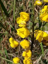 Image result for Chamaecrista zambesica