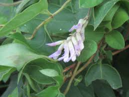 Image result for Amphicarpaea