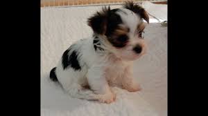 Our yorkie puppies come with a one year guarantee. Parti Yorkie For Sale Near Me 07 2021