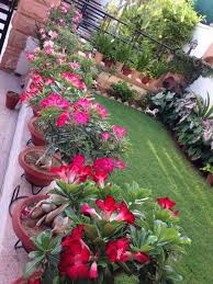 Adeniums In My Garden Front Yard Garden Design Front Garden Landscape Front Yard Landscaping