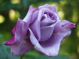Buy climbing roses from crocus.co.uk. Rose Climbing Blue Moon Climbing Rose Climbing Roses Roses Garden Plants