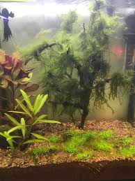 You can also remove string algae by hand, thereby preventing the issue of feeding new algae, but manual removal also does nothing to cut back the amount of nitrates in the pond. How To Get Rid Of String Algae In Aquarium Aquarium Views