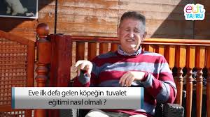 Eve Ilk Defa Gelen Kopegin Tuvalet Egitimi Nasil Olmali Youtube