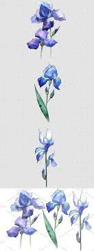 Watercolor Blue Irises Png Set Blue Iris Flowers Watercolor Flowers Iris Flower Tattoo