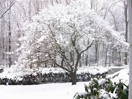Dogwood Tree In Winter By Crystalmizuka Jpg The trees and the roofs are white with snow, too. pinterest