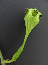 Image result for Ceropegia monteiroae