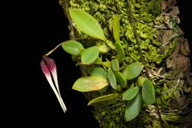 Image result for Bulbophyllum comatum