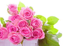 Maybe you would like to learn more about one of these? Pink Roses Hd Wallpapers Free Download Desktop Background