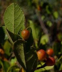 Image result for Grewia hornbyi