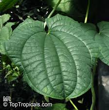 Image result for Dioscorea schimperiana