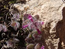 Image result for Clinopodium uhligii