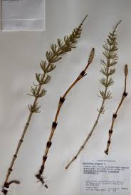 Image result for Equisetum