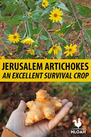 A regular, even watering regimen will help your sunchokes thrive; Jerusalem Artichokes A Great Survival Plant