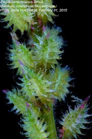 Image result for Tragus berteronianus