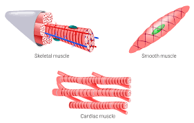 There are 3 different types of muscle: Toxtutor Tissues