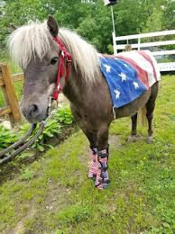 Ga pony ride rentals for birthday party. Pony Rides And Parties Mystic Party Animals